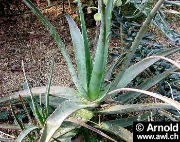 Aloe Vera