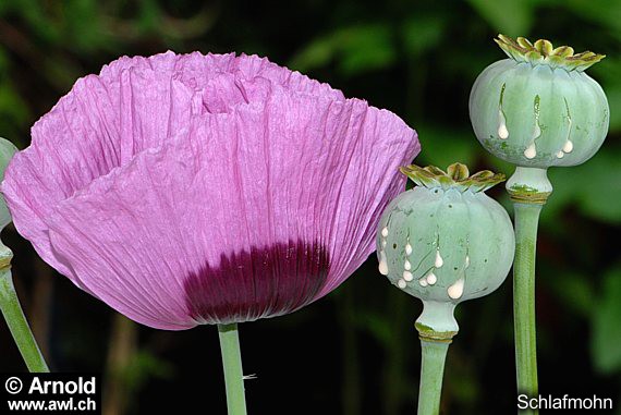 Schlafmohn