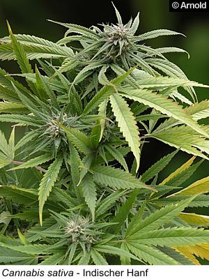 Hanf - Cannabis sativa