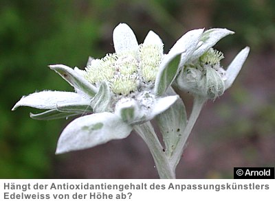 Edelweiss