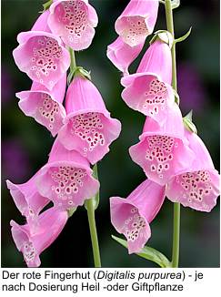 Roter Fingerhut (Digitalis purpurea)