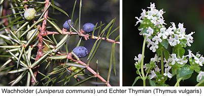 Thymian und Wacholder