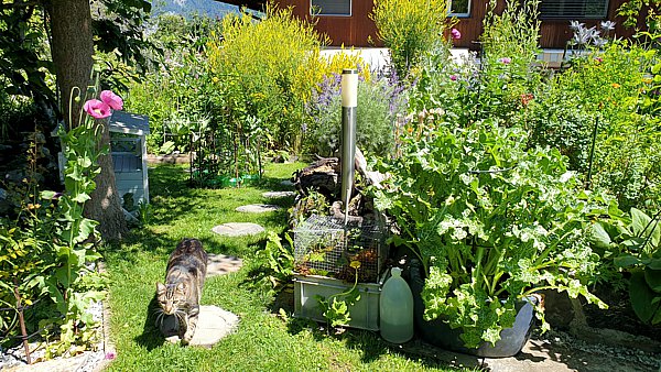 Katzen im Garten