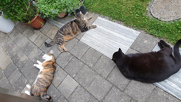 Katzen auf Terasse