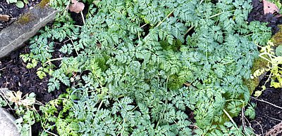 Gefleckter Schierling - Conium maculatum