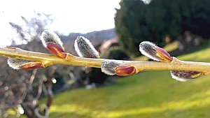 Weide (Salix)