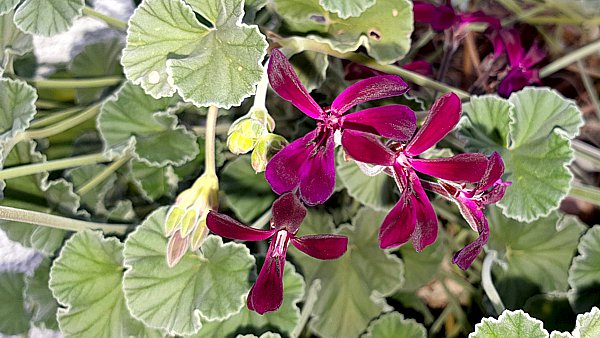 Umckaloabo, Pelargonium sidoides