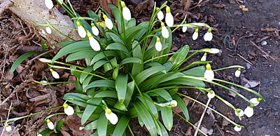 Gemeines Schneeglöckchen - Galanthus nivalis