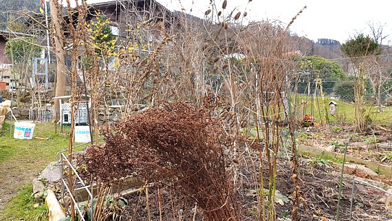 Verdorrte Gartenpflanzen