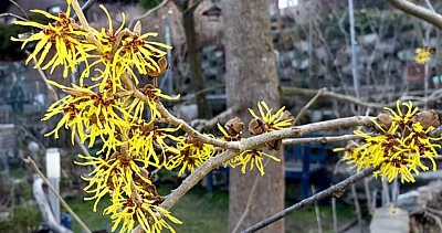 Zaubernuss, Hamamelis