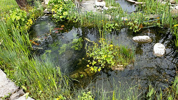 Gartenteich