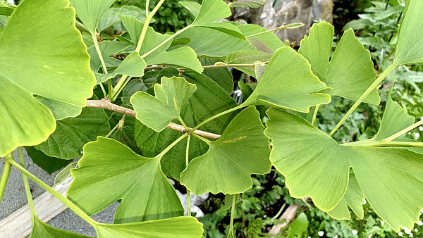 Ginkgo biloba