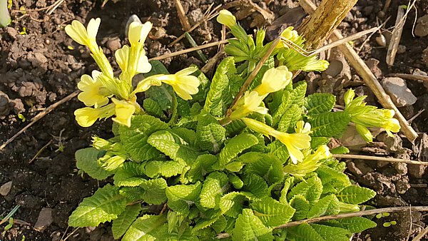 Schlüsselblume