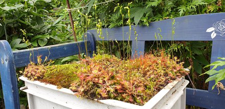 Sonnentau (Drosera)