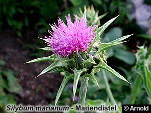 Mariendistel - Silybum marianum