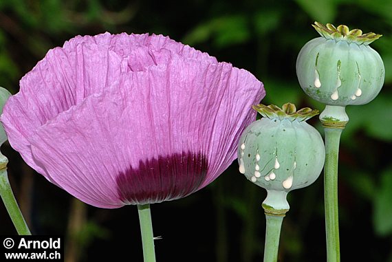 Schlafmohn - Blüte und Kapsel