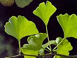 Ginkgo, Ginkgobaum - Ginkgo biloba