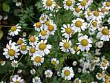 Mutterkraut - Tanacetum parthenium