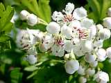 Eingriffeliger Weissdorn - Crataegus monogyna