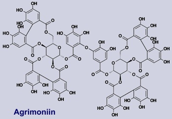 Agrimonin - Gerbstoff im Frauenmantel