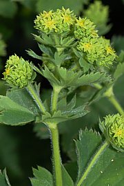 Blüte des Frauenmantels