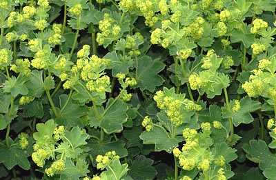 Frauenmantel (Alchemilla vulgaris)