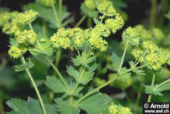 Alchemilla vulgaris - Frauenmantel