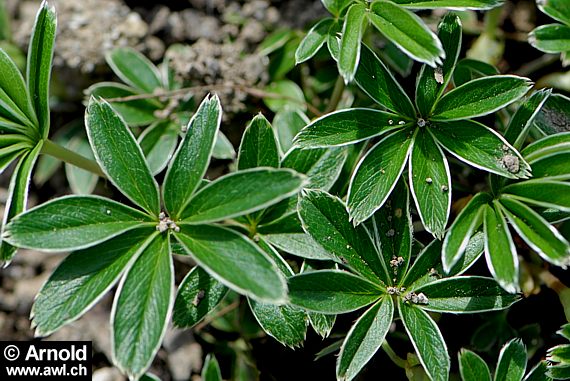 Alchemilla alpina - Silbermantel