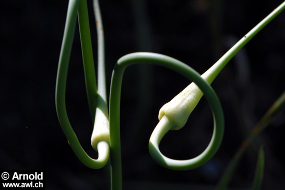 Allium sativum - Knoblauch