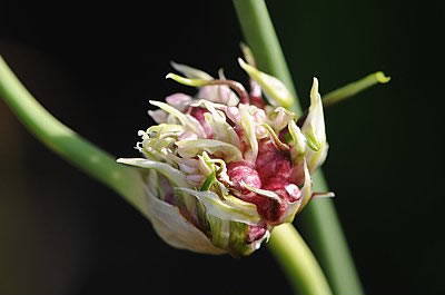 Knoblauch mit Blüte