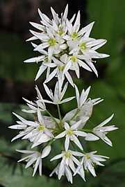 Allium ursinum