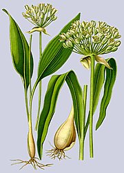 Allium ursinum