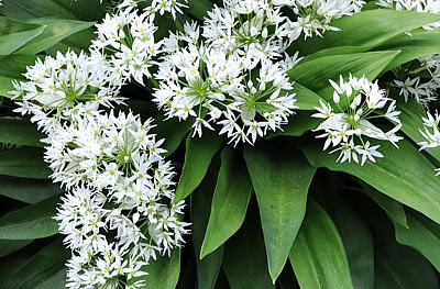 Bärlauch (Allium ursinum)