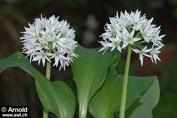 Bärlauch (Allium ursinum) - Blüten und Blätter