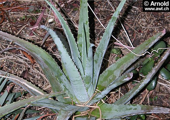 Aloe vera