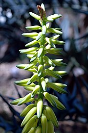 Aloe-Arten - Aloe vera (Aloe barbadensis)
