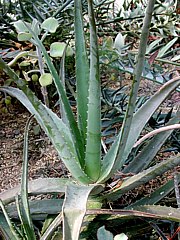 Aloe-Arten - Aloe vera (Aloe barbadensis)