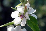 Althaea officinalis (Eibisch)