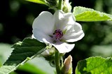 Eibischblüte - Althaea officinalis