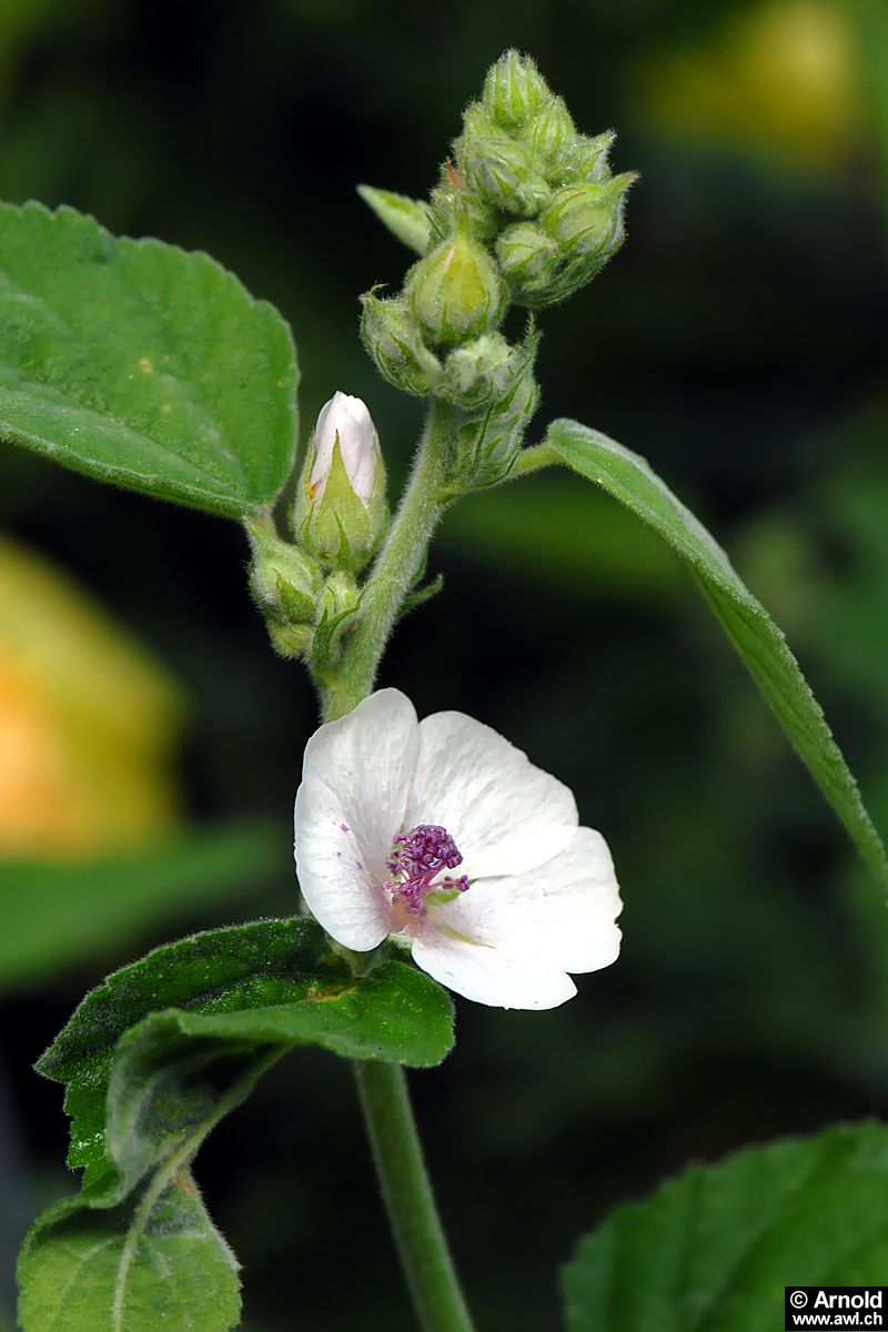 Eibisch Althaea officinalis AWL.ch
