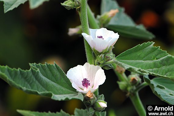 Eibischpflanze (Althaea officinalis)