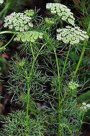 Ammi visnaga - Bischofskraut