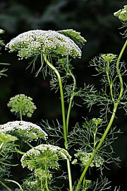 Ammi visnaga - Bischofskraut