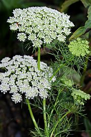 Ammi visnaga - Bischofskraut