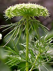 Ammi visnaga - Bischofskraut