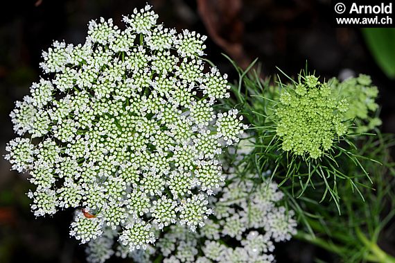 Ammi visnaga - Bischofskraut