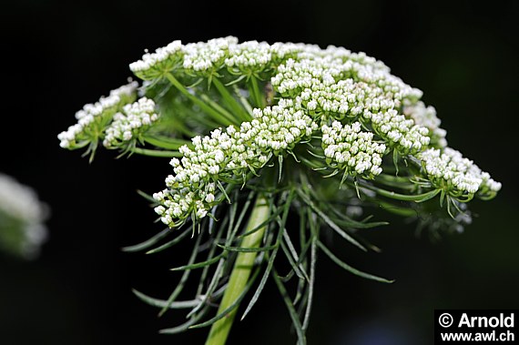 Ammi visnaga - Bischofskraut