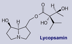 Lycopsamin