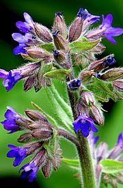 Anchusa officinalis