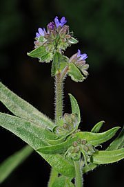 Anchusa officinalis